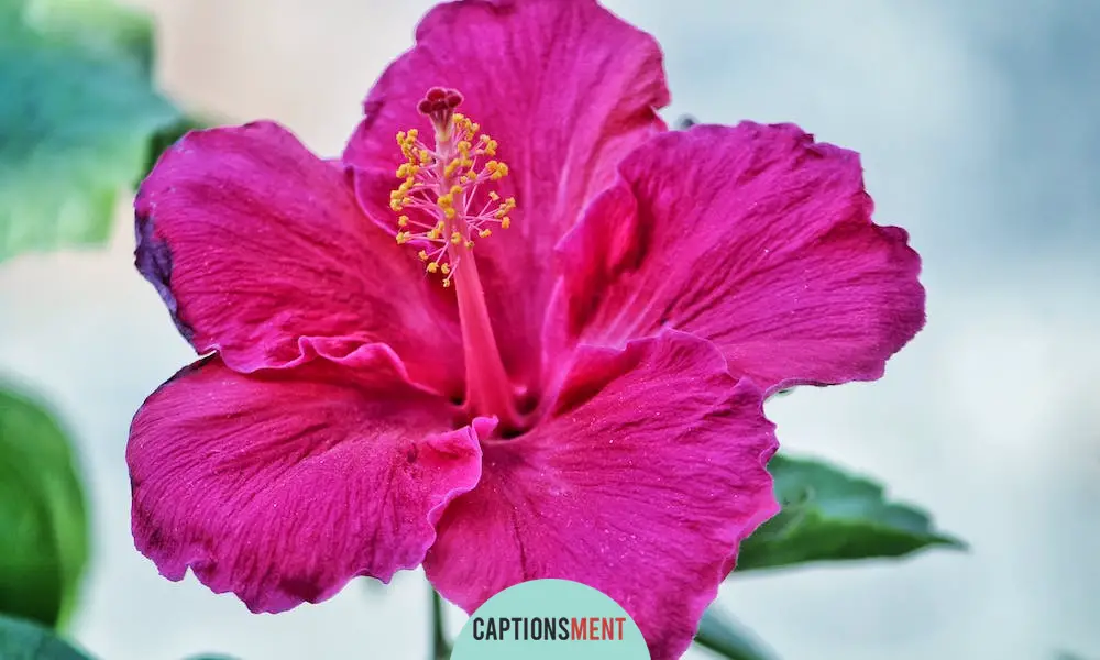 Hibiscus Flower Captions For Instagram