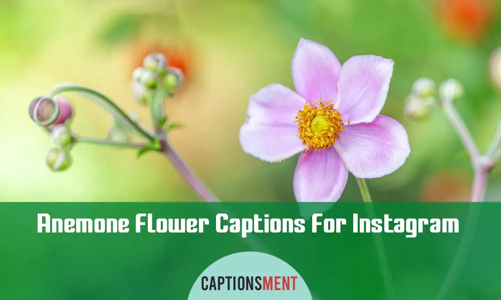 Anemone Flower Captions For Instagram