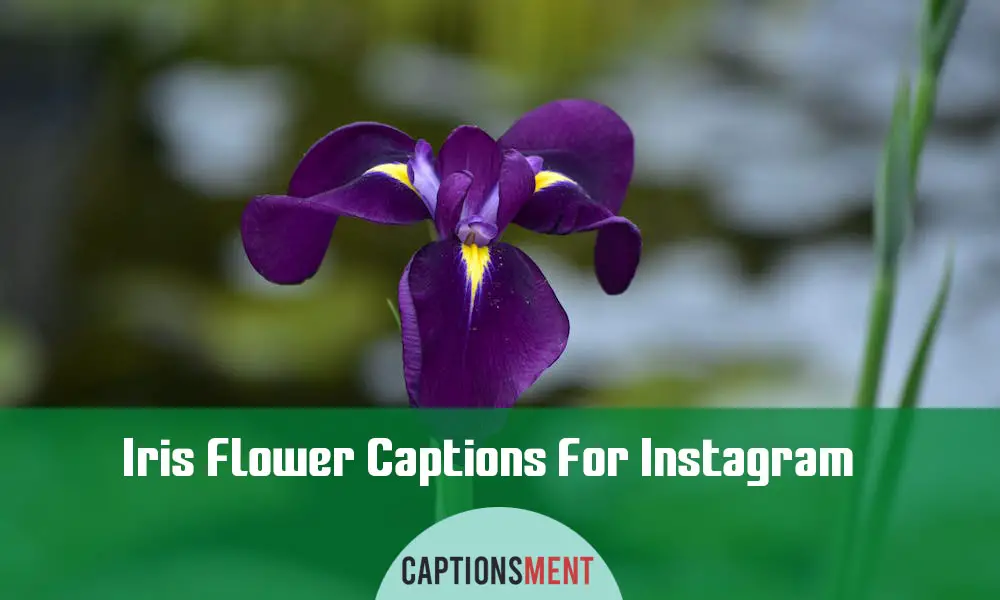Iris Flower Captions For Instagram