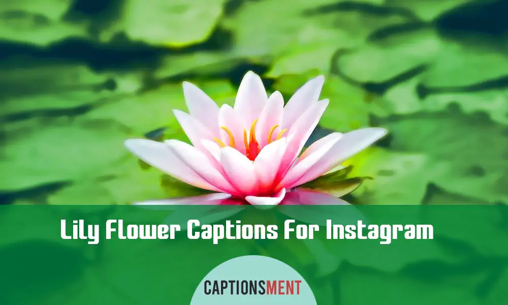Lily Flower Captions For Instagram