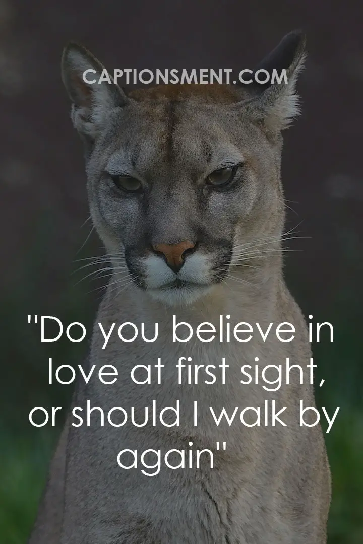 Funny Cougar Pick Up Lines