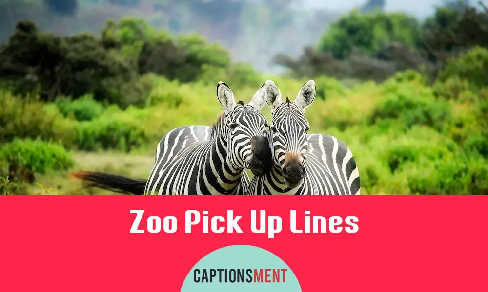 Zoo Pick Up Lines