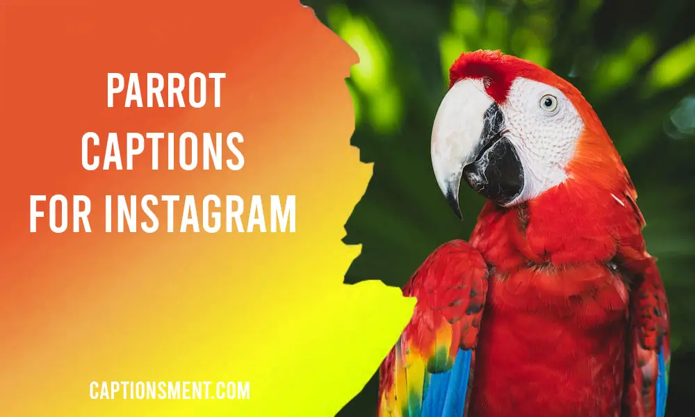 Parrot Captions For Instagram