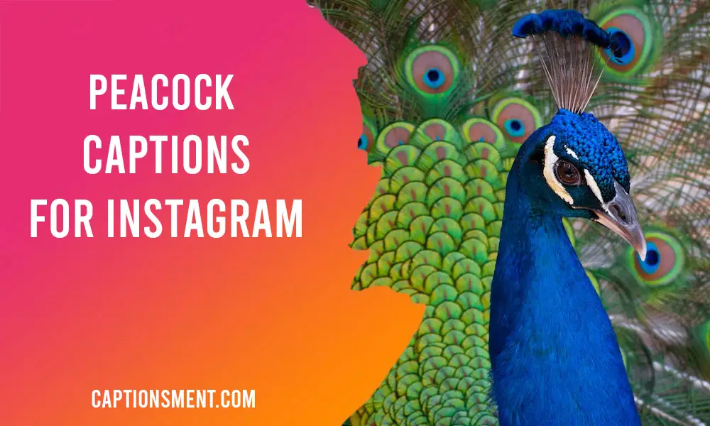 Peacock Captions For Instagram
