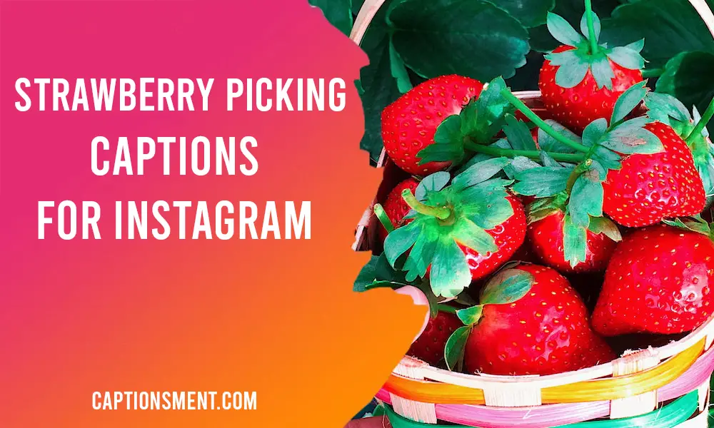 Strawberry Picking Instagram Captions