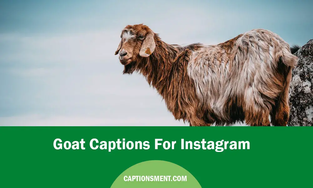 Goat Captions For Instagram