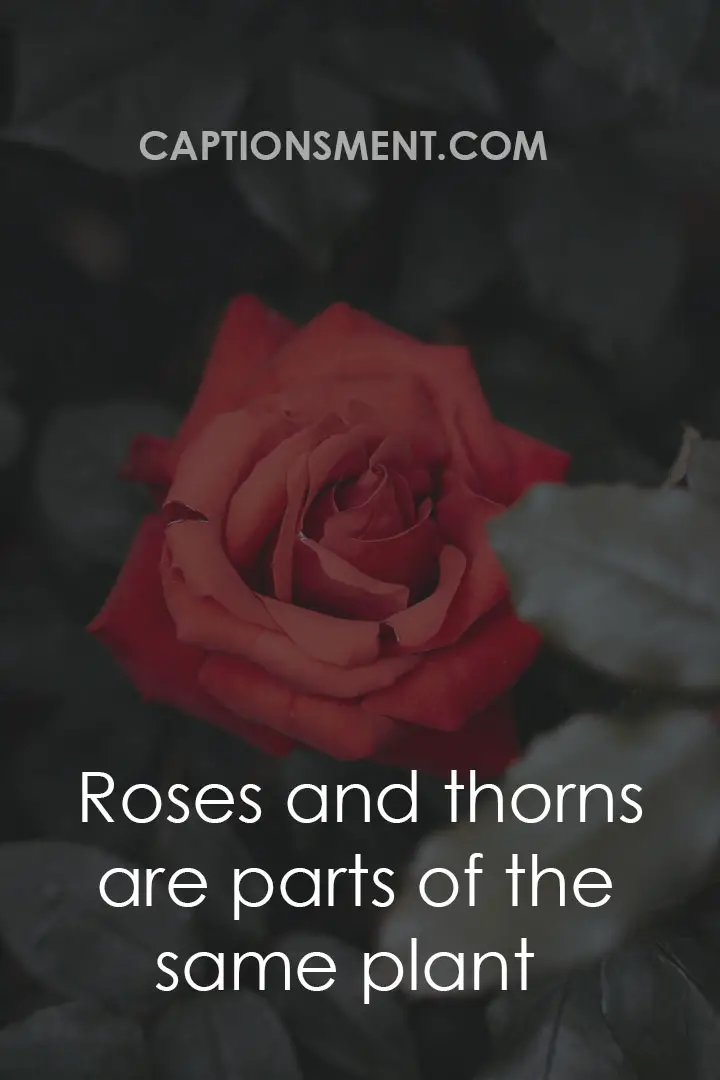 20 Best Rose Captions For Instagram