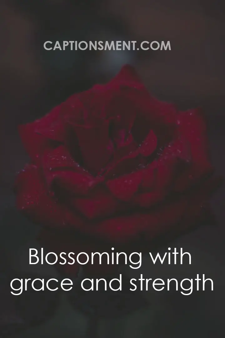 Cute Rose Captions For Instagram