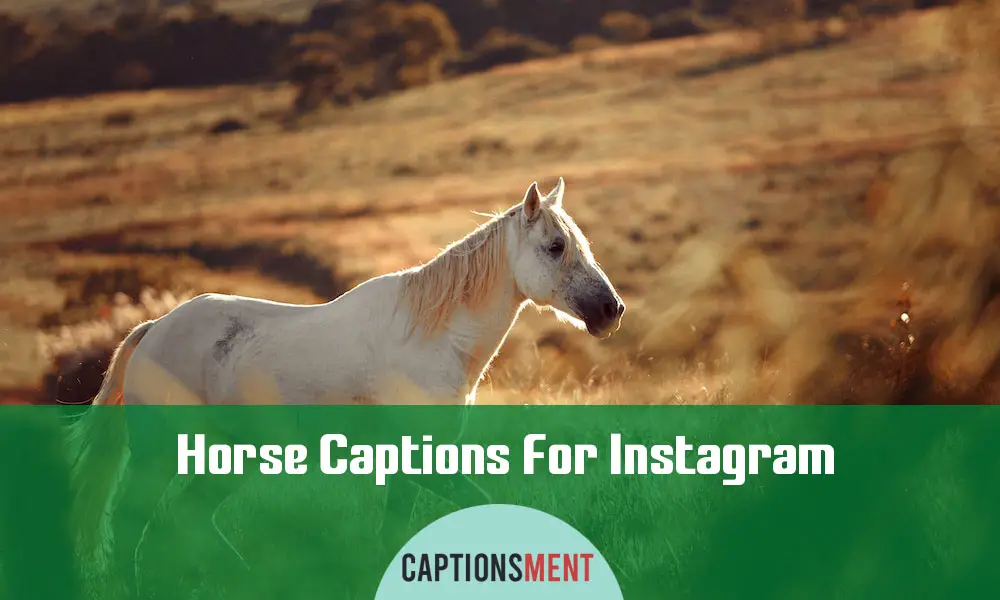 Horse Captions For Instagram