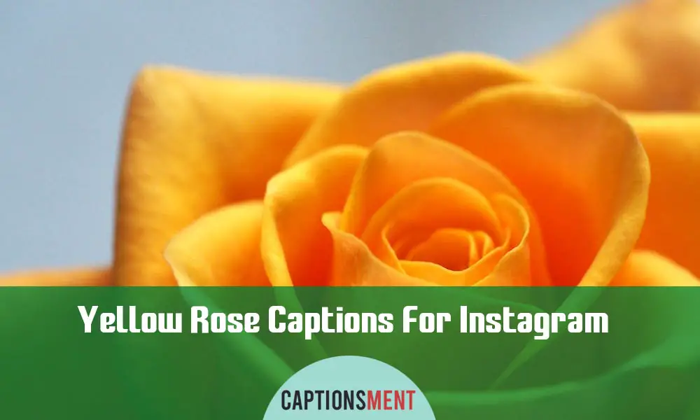 Yellow Rose Captions For Instagram