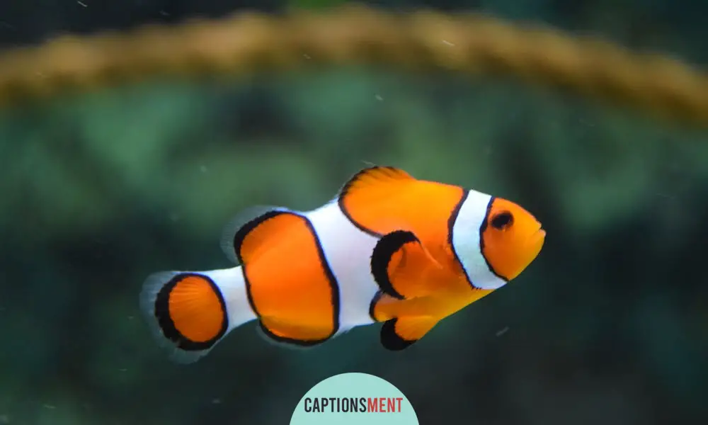 Fish Captions For Instagram