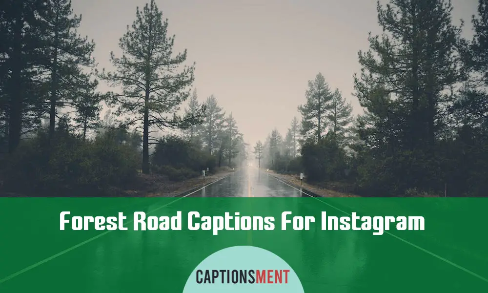 Forest Road Captions For Instagram
