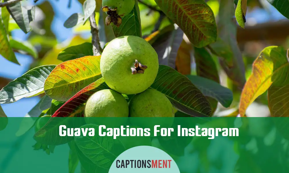 Guava Captions For Instagram