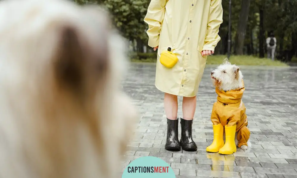 Instagram Captions For Walking Your Dog
