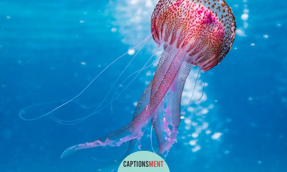 Jellyfish Captions For Instagram