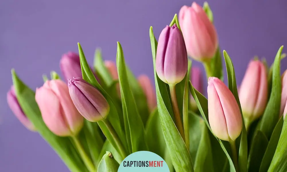 Tulip Captions For Instagram