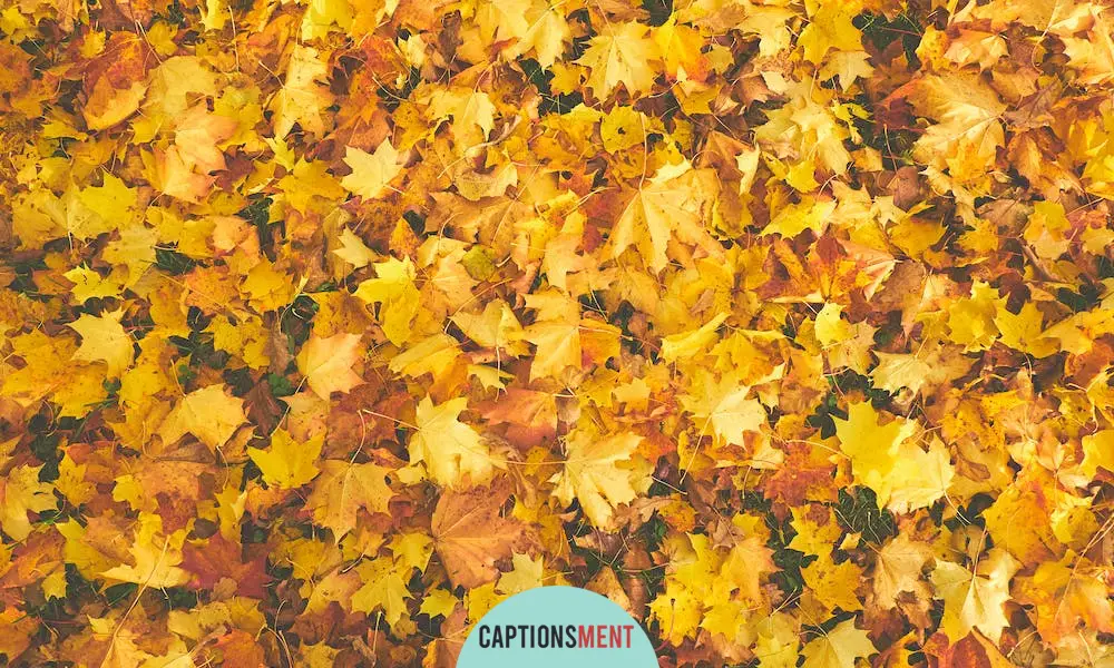 Leaves Captions For Instagram