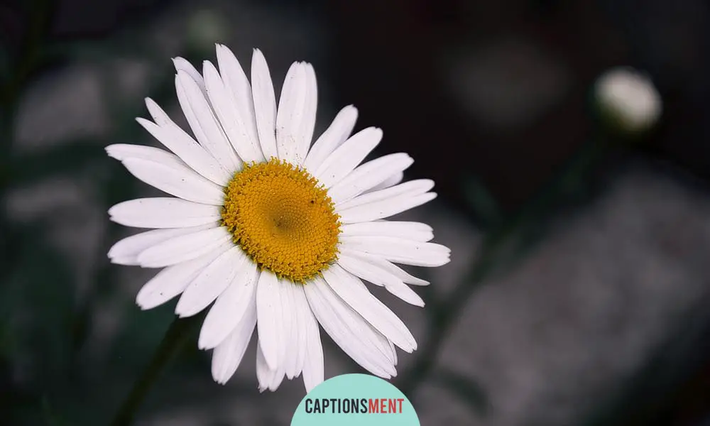 White Flower Captions For Instagram